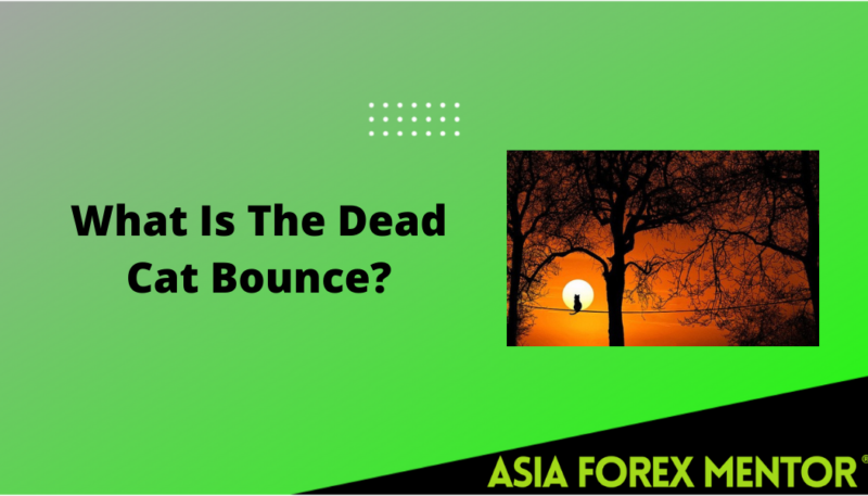 What Is Dead Cat Bounce