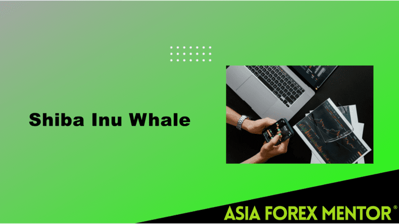 Shiba Inu Whale AFM